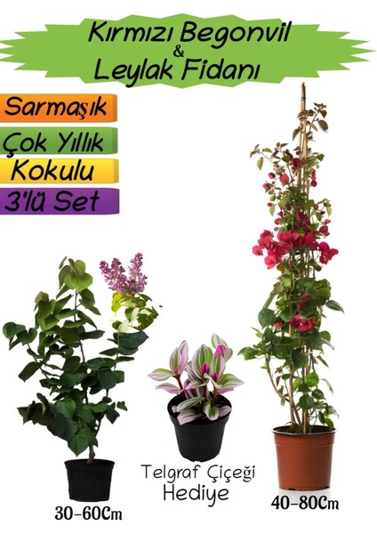 Kırmızı Renk Begonvil+Kokulu Mor Leylak Fidanı+Telgraf Çiçeği Hediyeli 3'lü Peyzaj Seti