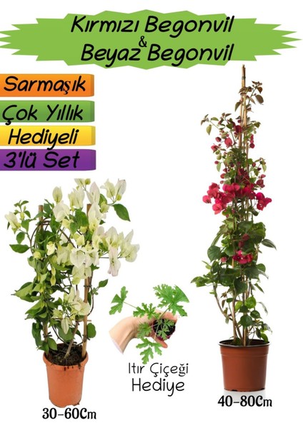 Kırmızı Renk Begonvil+Beyaz Begonvil+Itır Çiçeği Hediyeli 3'lü Peyzaj Seti