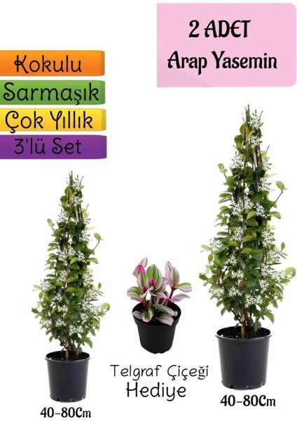 Kokulu 2 Adet Arap Yasemini Fidanı Saksılı+Telgraf Çiçeği Hediye 3'lü Peyzaj Seti