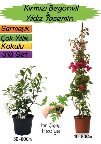 Kırmızı Renk Begonvil+Kokulu Yıldız Yasemin+Itır Çiçeği Hediyeli 3'lü Peyzaj Seti
