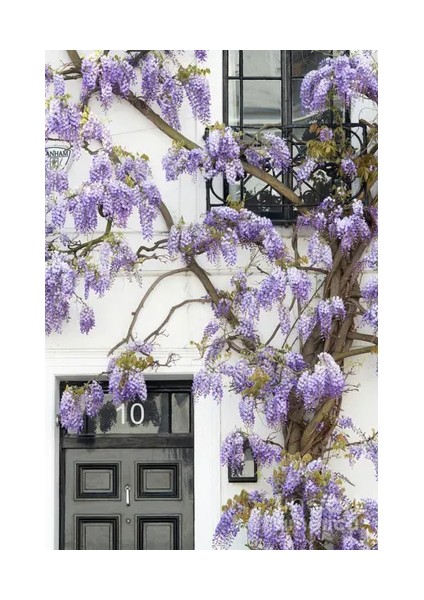 Nisa Fidancılık Mor Salkım [wisteria Sinensis] - Kokulu Sarmaşığı 150-180 cm Tüpl