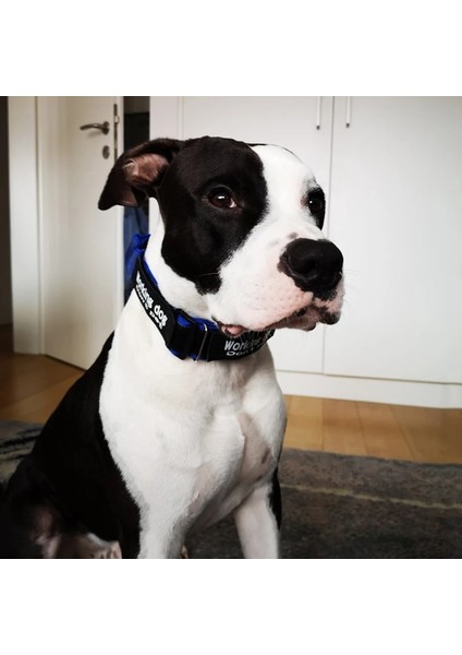 Mavi Şerit Stili M Beden Kommılıfe Köpek Yaka Kolye Köpek Kimliği ile Isim Etiketleri Patlamaya Dayanıklı Pet Köpek Tasması Köpekler Için Kişiselleştirilmiş Naylon Yaka (Yurt Dışından) modelleri