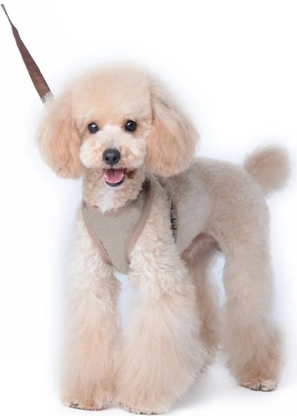 Bb Tarzı Xs Beden Köpek Tasma ve Tasma Seti Köpek Koşum ve Tasma Seti Tasarımcının Pet Göğüs Koşum Seti Köpek Aksesuarları (Yurt Dışından)
