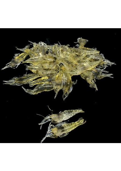 20 Adet Tarzı Lot Silikon Yemler 4cm 1g Yumuşak Balıkçılık Cazibesi Altın Yapay Karides Yemi Kanca Yok Deniz Balıkçılığı Kış Balıkçılığı X107 (Yurt Dışından)
