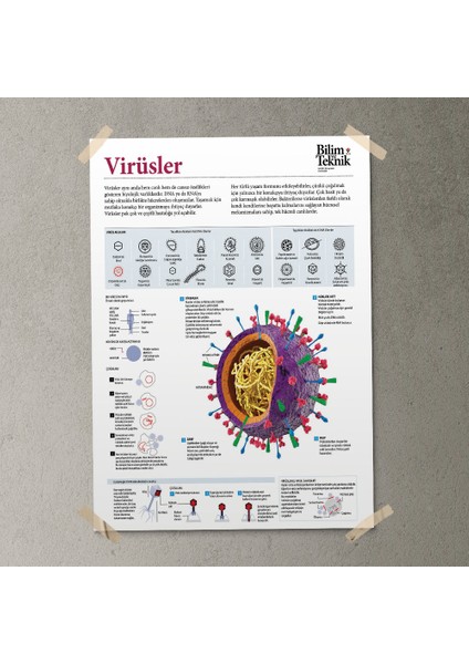 Virüsler Posteri - PO720 fırsatları
