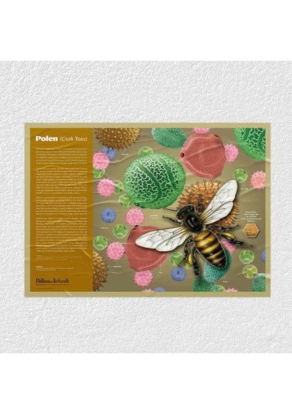 Polen Oluşumu Posteri - PO646