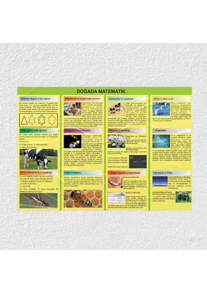 Doğada Matematik Posteri - PO661