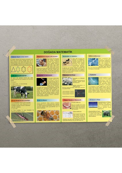 Doğada Matematik Posteri - PO661