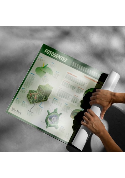 Fotosentez Posteri - PO640 fiyatları