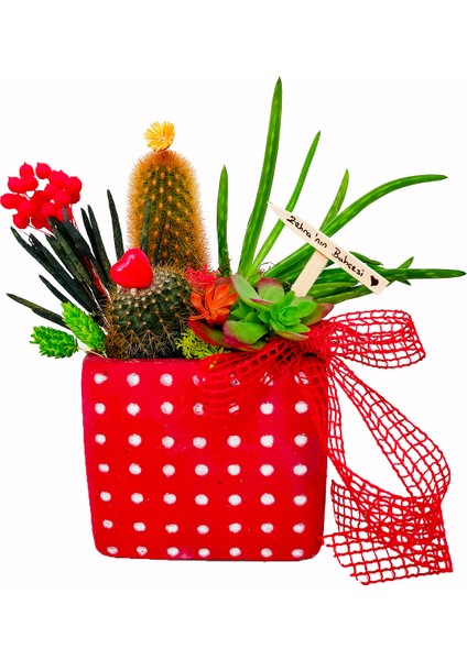 Bom Bom Kaktüs Bahçesi & Kırmızı Puantiyeli Saksıda Aloe Vera Dayanıklı Bitki Canli Cicek