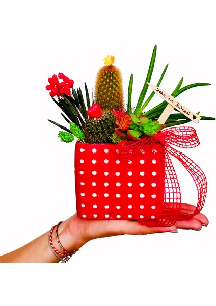 Bom Bom Kaktüs Bahçesi & Kırmızı Puantiyeli Saksıda Aloe Vera Dayanıklı Bitki Canli Cicek fiyatları