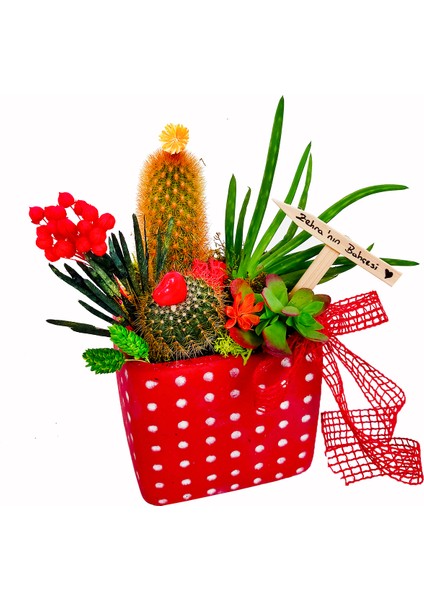 Bom Bom Kaktüs Bahçesi & Kırmızı Puantiyeli Saksıda Aloe Vera Dayanıklı Bitki Canli Cicek modelleri