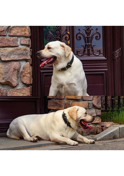 Dayanıklı Deri Köpek Tasması Gerçek Deri Köpek Tasmaları Orta Büyük Köpekler Için Ayarlanabilir Alman Çoban Eğitimi Avcılık Kahverengi (Yurt Dışından)