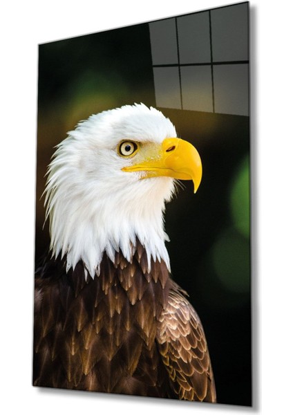 Kartal Hayvan Portresi Cam Tablo, Ev ve Ofis Duvar Dekoru, Hediyelik Büyük Temperli 4 mm Cam Tablo