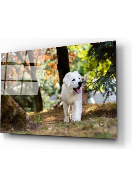 Köpek Cam Tablo