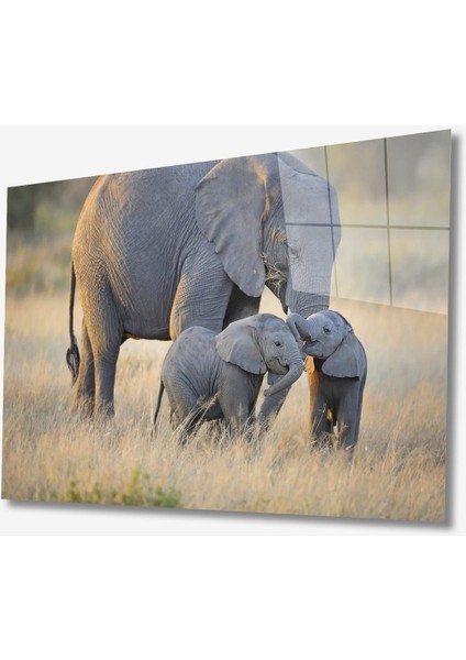 Filler Hayvan Cam Tablo 4mm Dayanıklı Temperli Cam