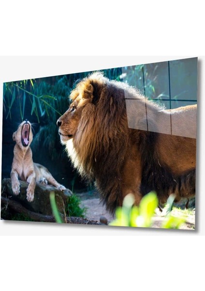 Aslan Hayvan Cam Tablo 4mm Dayanıklı Temperli Cam