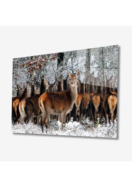 Geyikler Hayvan Cam Tablo 4mm Dayanıklı Temperli Cam
