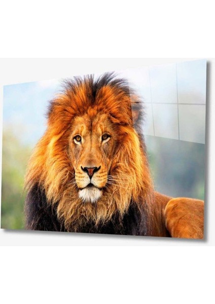 Aslan Hayvan Cam Tablo 4mm Dayanıklı Temperli Cam