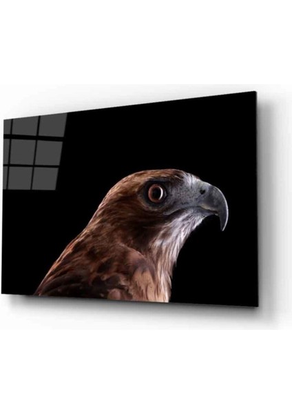 Şahin Kuş Hayvan Cam Tablo