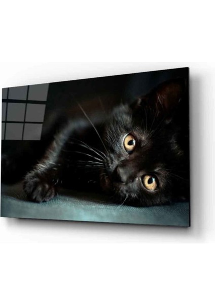 Kedi 10 Hayvan Cam Tablo