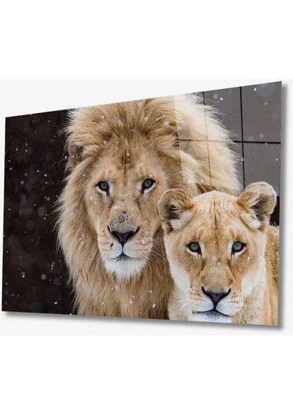 Aslan Hayvan Cam Tablo 4mm Dayanıklı Temperli Cam