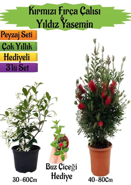 Kırmızı Fırça Çalısı+Kokulu Yıldız Yasemin+Buz Çiçeği Hediyeli Peyzaj Seti