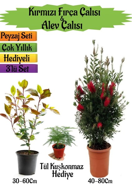 Kırmızı Fırça Çalısı+Alev Çalısı Fidanı+Tül Kuşkonmaz Hediyeli Peyzaj Seti