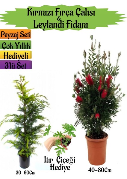 Kırmızı Fırça Çalısı+Leylandi Çam Fidanı+Itır Çiçeği Hediyeli Peyzaj Seti