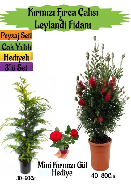 Kırmızı Fırça Çalısı+Leylandi Çam Fidanı+Mini Kırmızı Gül Hediyeli Peyzaj Seti