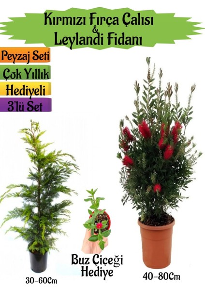 Kırmızı Fırça Çalısı+Leylandi Çam Fidanı+Buz Çiçeği Hediyeli Peyzaj Seti