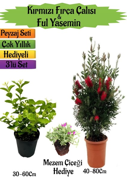Kırmızı Fırça Çalısı+Kokulu Ful Yasemin+Mezem Çiçeği Hediyeli Peyzaj Seti