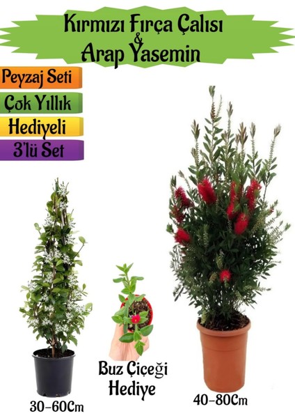 Kırmızı Fırça Çalısı+Kokulu Arap Yasemini+Buz Çiçeği Hediyeli Peyzaj Seti