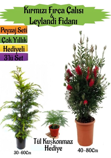 Serada Decor Plant Kırmızı Fırça Çalısı+Leylandi Çam Fidanı+Tül Kuşkonmaz Hediyeli Peyzaj Seti