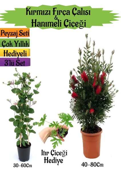Kırmızı Fırça Çalısı+Kokulu Hanımeli Çiçeği+Itır Çiçeği Hediyeli Peyzaj Seti