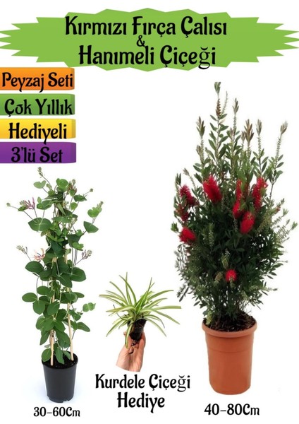 Kırmızı Fırça Çalısı+Kokulu Hanımeli Çiçeği+Kurdele Çiçeği Hediyeli Peyzaj Seti