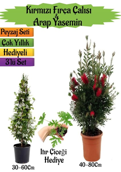 Kırmızı Fırça Çalısı+Kokulu Arap Yasemini+Itır Çiçeği Hediyeli Peyzaj Seti