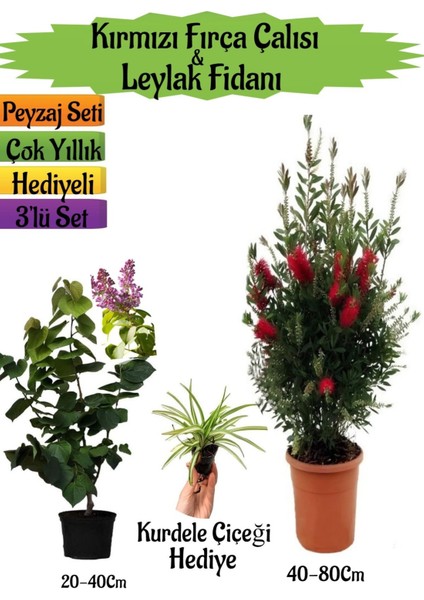 Kırmızı Fırça Çalısı+Kokulu Mor Leylak Fidanı+Kurdele Çiçeği Hediyeli Peyzaj Seti