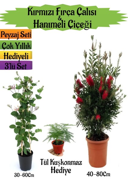 Kırmızı Fırça Çalısı+Kokulu Hanımeli Çiçeği+Tül Kuşkonmaz Hediyeli Peyzaj Seti