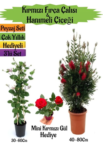 Kırmızı Fırça Çalısı+Kokulu Hanımeli Çiçeği+Mini Gül Hediyeli Peyzaj Seti