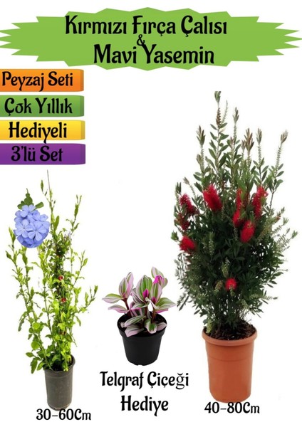 Kırmızı Fırça Çalısı+Mavi Yasemin Çiçeği Fidanı+Telgraf Çiçeği Hediyeli Peyzaj Seti