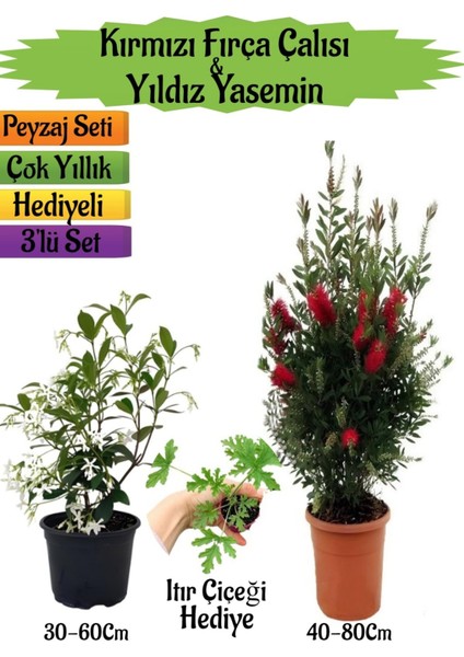Kırmızı Fırça Çalısı+Kokulu Yıldız Yasemin+Itır Çiçeği Hediyeli Peyzaj Seti