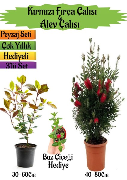 Kırmızı Fırça Çalısı+Alev Çalısı Fidanı+Buz Çiçeği Hediyeli Peyzaj Seti