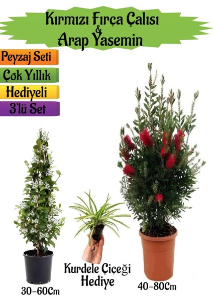 Kırmızı Fırça Çalısı+Kokulu Arap Yasemini+Kurdele Çiçeği Hediyeli Peyzaj Seti