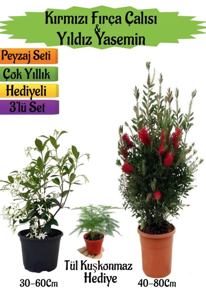 Kırmızı Fırça Çalısı+Kokulu Yıldız Yasemin+Tül Kuşkonmaz Hediyeli Peyzaj Seti