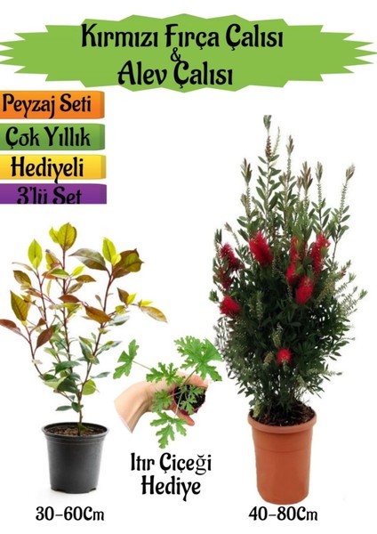 Kırmızı Fırça Çalısı+Alev Çalısı Fidanı+Itır Çiçeği Hediyeli Peyzaj Seti