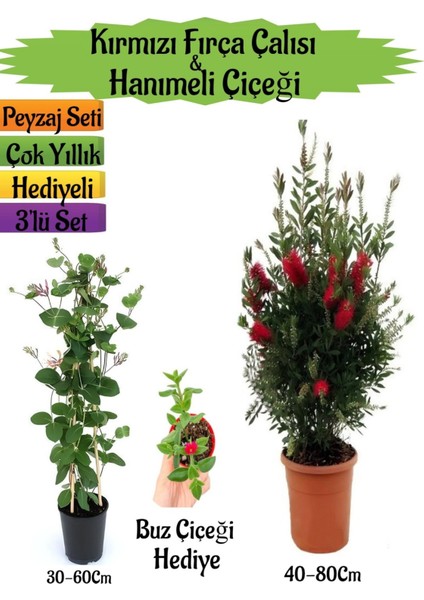 Kırmızı Fırça Çalısı+Kokulu Hanımeli Çiçeği+Buz Çiçeği Hediyeli Peyzaj Seti