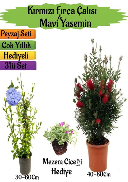 Kırmızı Fırça Çalısı+Mavi Yasemin Çiçeği Fidanı+Mezem Çiçeği Hediyeli Peyzaj Seti