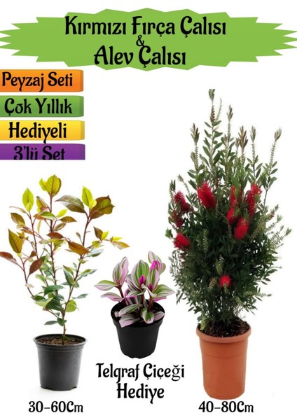 Kırmızı Fırça Çalısı+Alev Çalısı Fidanı+Telgraf Çiçeği Hediyeli Peyzaj Seti