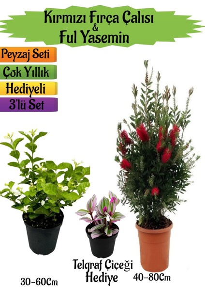 Kırmızı Fırça Çalısı+Kokulu Ful Yasemin+Telgraf Çiçeği Hediyeli Peyzaj Seti